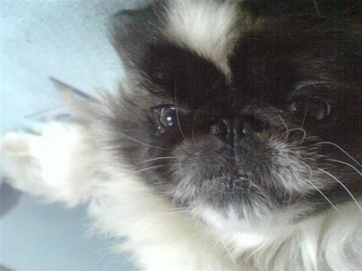 Pekingeser Gonzo billede 10