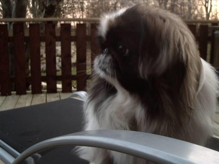 Pekingeser Gonzo billede 11