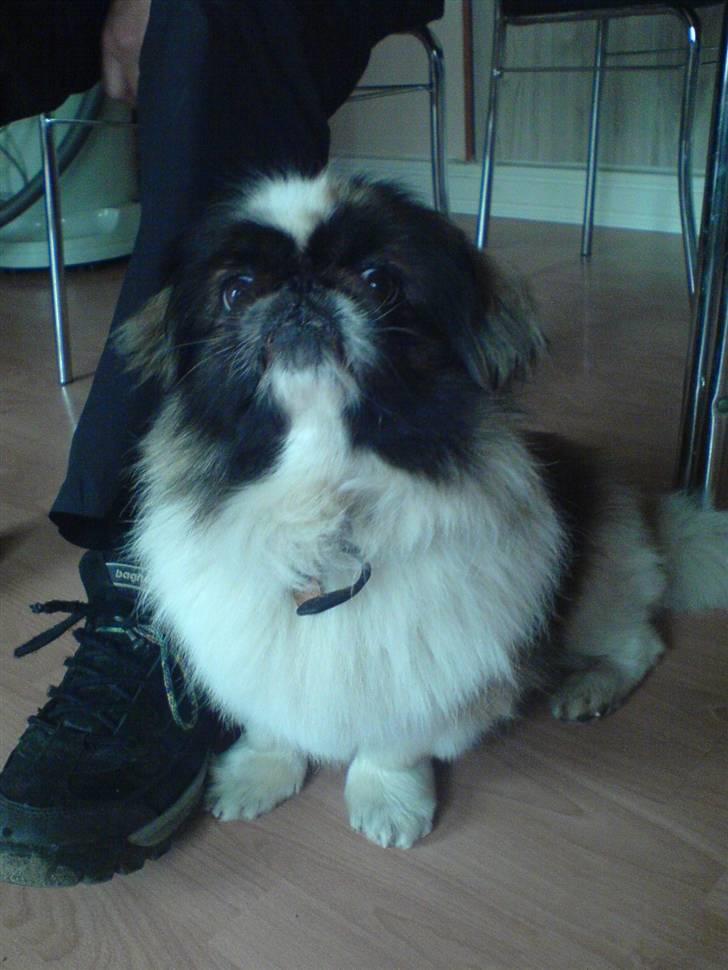 Pekingeser Gonzo billede 12