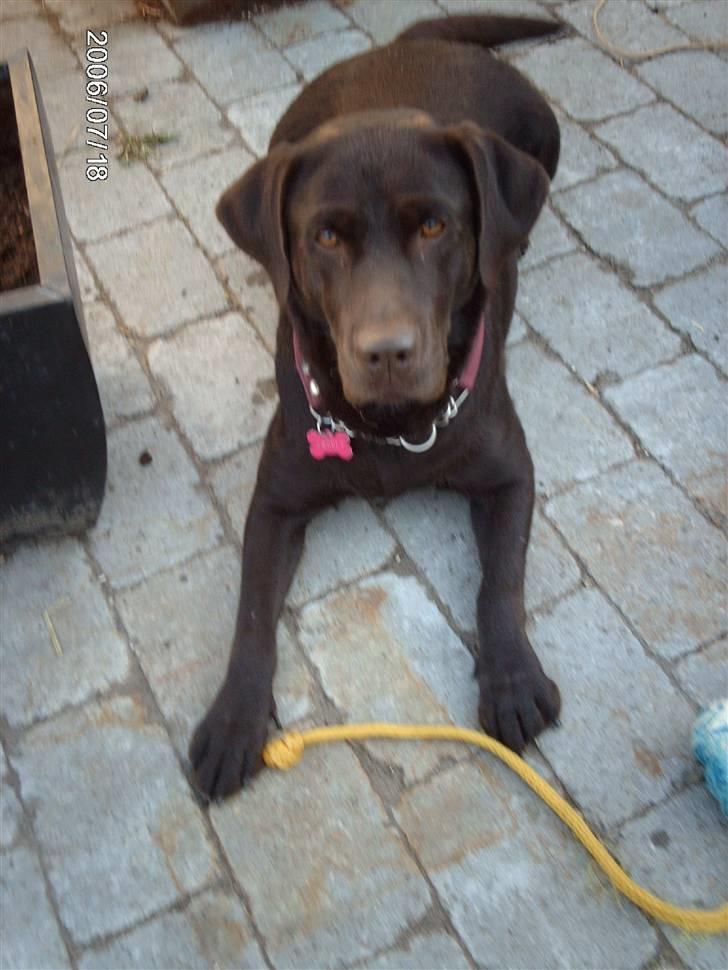 Labrador retriever Molly - Molly billede 1