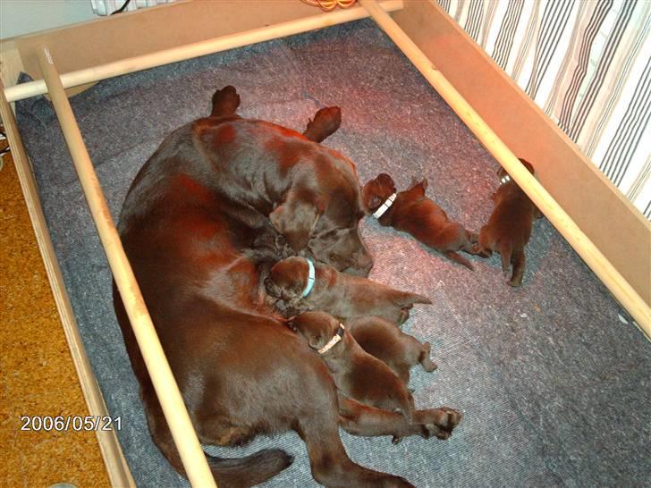 Labrador retriever Molly - molly, med alle sine hvalpe..:) billede 2