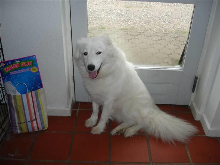 Samojedhund Sally - Sally griner... :-P billede 13