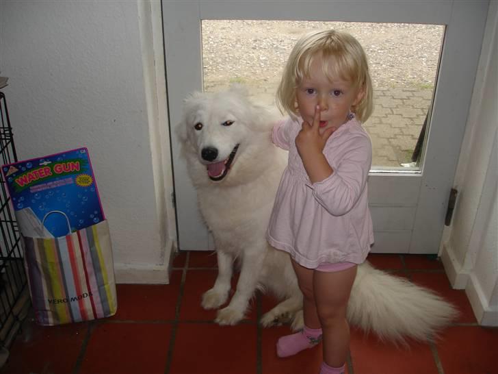 Samojedhund Sally - Sally og Mira leger modeller... :-D billede 14