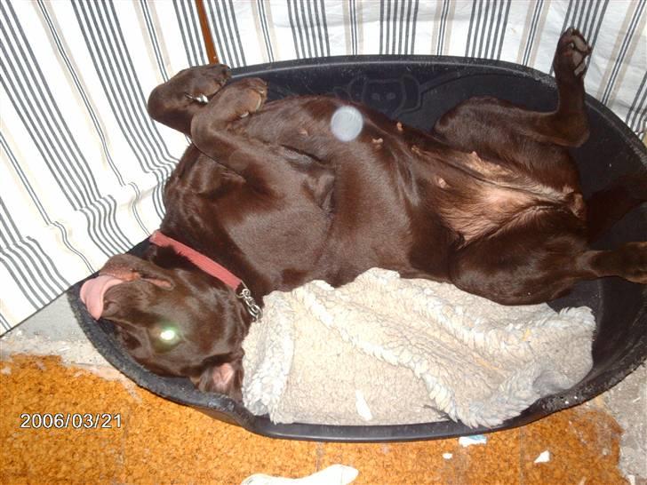 Labrador retriever Molly - mærkelig stilling i kurven.. billede 3