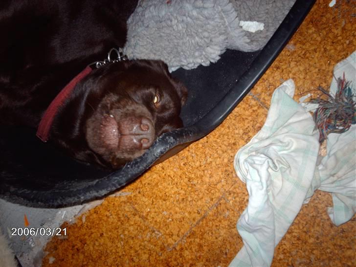 Labrador retriever Molly - mærkelig stilling i kurven2 billede 4