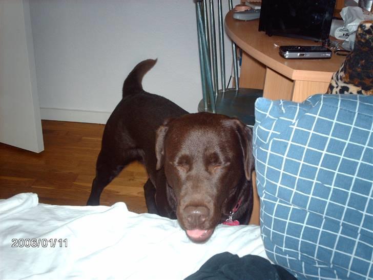 Labrador retriever Molly - godmorgen..:O billede 5
