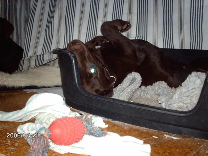 Labrador retriever Molly - jeg holder øje med dig.. billede 6