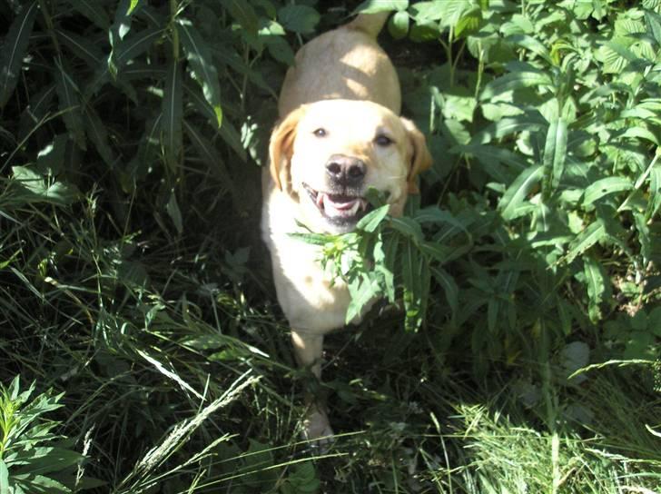 Labrador retriever Laurs RIP - se mor er jeg ikke fin billede 1