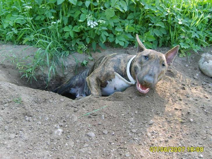 Bullterrier Raja - RIP billede 18