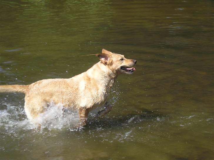 Labrador retriever Laurs RIP - weee total flot og iorden!! billede 2