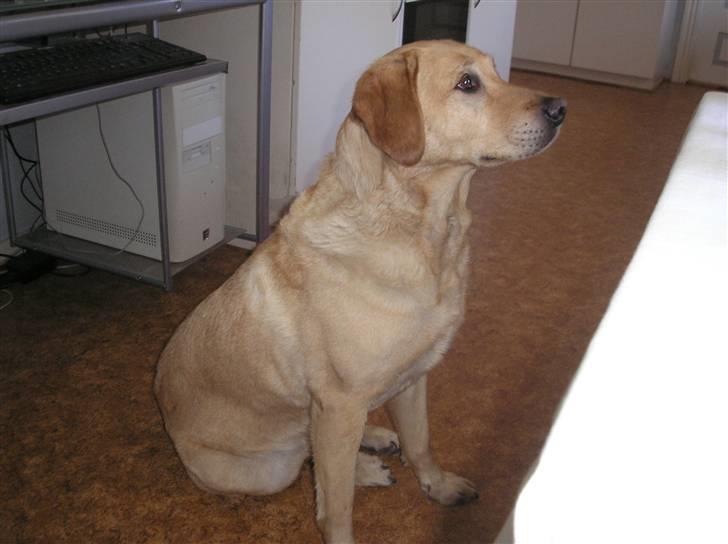 Labrador retriever Laurs RIP - uhu jeg er her også se hvor flot jeg sidder billede 3