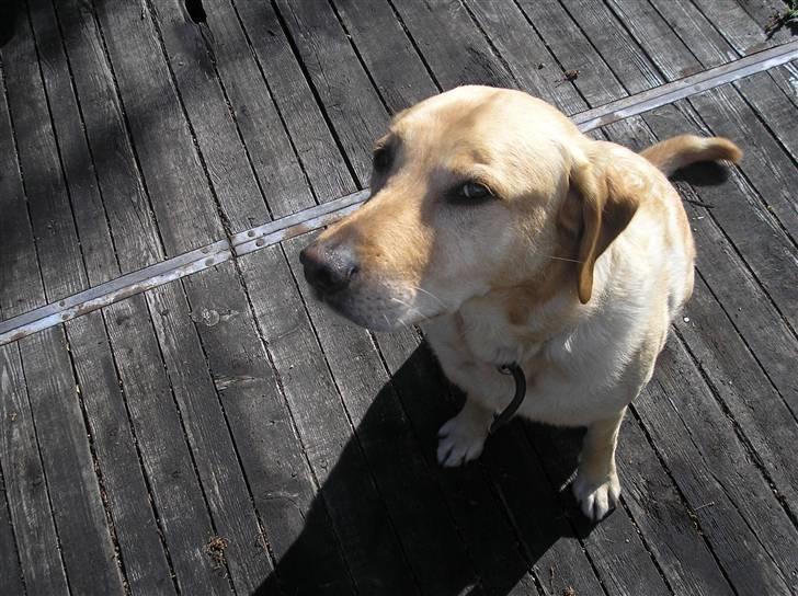 Labrador retriever Laurs RIP - gangsta blikket billede 4