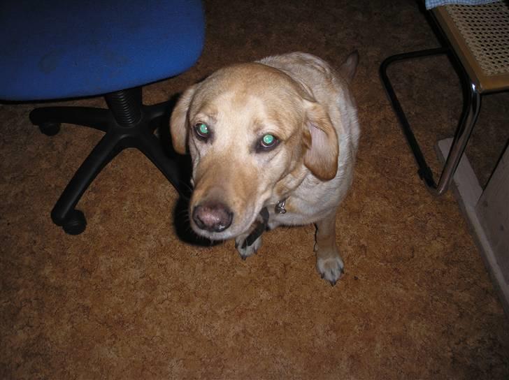 Labrador retriever Laurs RIP - please billede 5