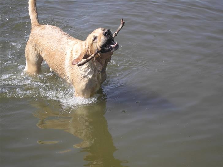 Labrador retriever Laurs RIP - mums billede 6