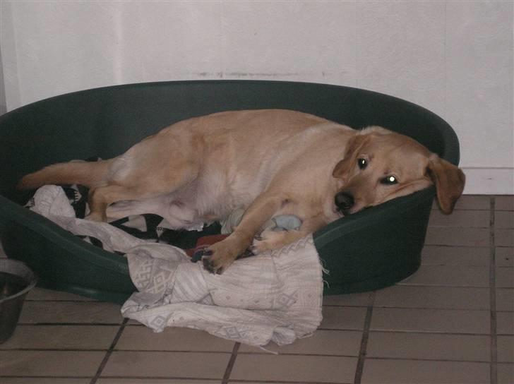 Labrador retriever Laurs RIP - hvor færdig kan man være billede 7