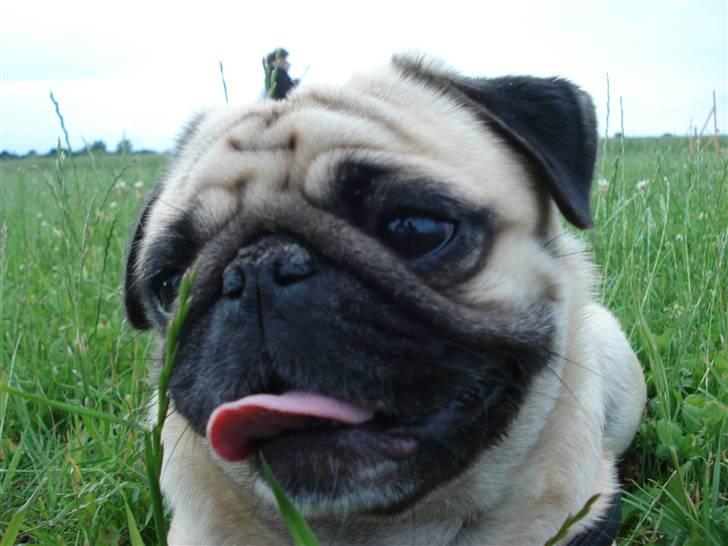 Mops Fiona billede 16