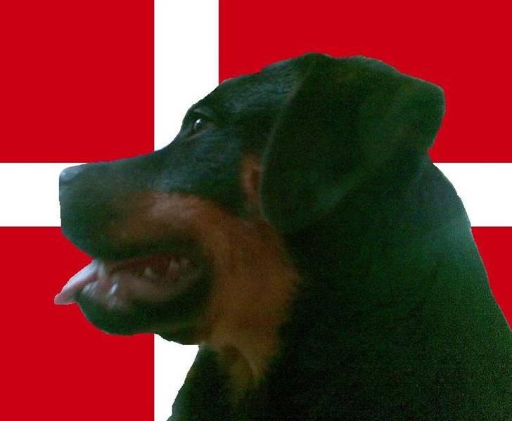 Rottweiler Tyson billede 1