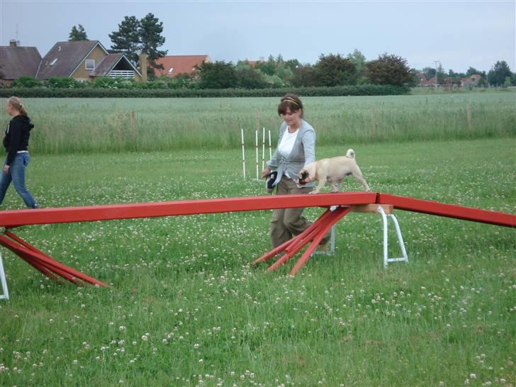 Mops Fiona billede 17