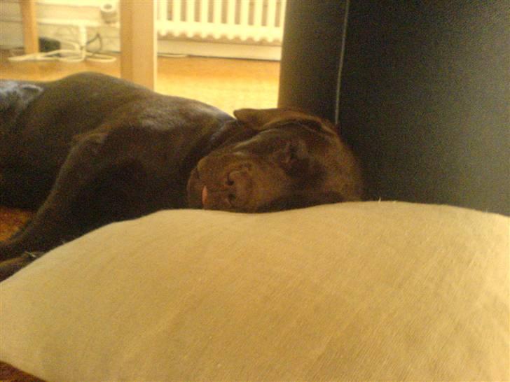 Labrador retriever Malde - Malde sovetryne billede 1