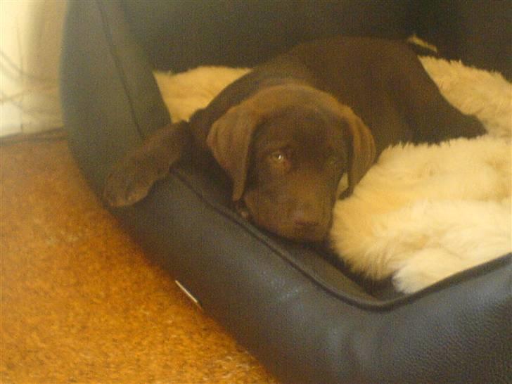 Labrador retriever Malde - malde som hvalp.. billede 2