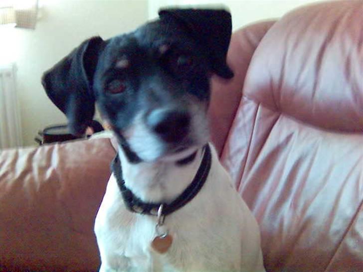 Dansk svensk gaardhund R.I.P Plet - Plet, kærlig og omsogsfuld. Han er som en lille bror for mig. Når han kigger sådan kan jeg Umuligt lade være med at smile <33 billede 1