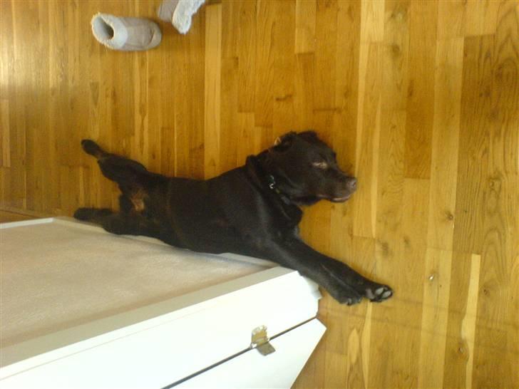 Labrador retriever Malde - mærkelig stilling billede 3