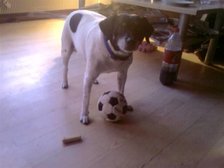 Dansk svensk gaardhund R.I.P Plet - Plet har en stor kærlighed til boldte billede 2