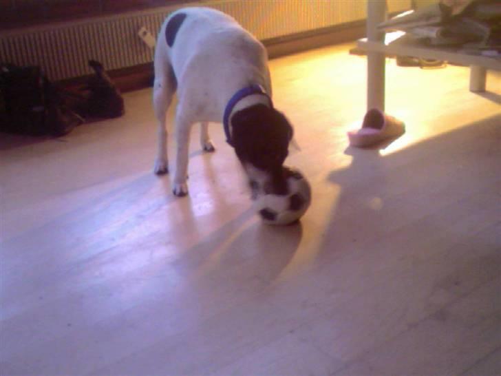 Dansk svensk gaardhund R.I.P Plet - Selvom man er 13, ligner han en halvp, der er gang i ham. billede 3