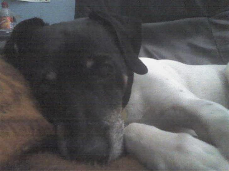 Dansk svensk gaardhund R.I.P Plet - Selvom han elsker og lege er han også en dovne hund billede 4