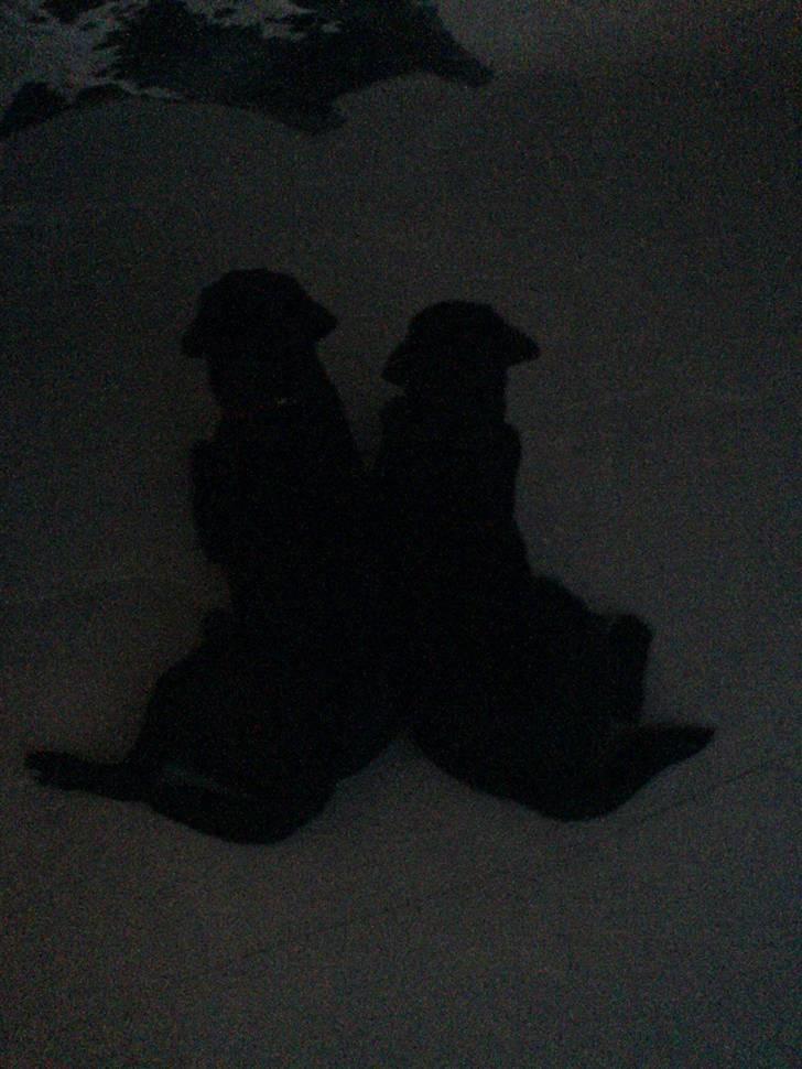 Labrador retriever Malde - malde og mor molly billede 4