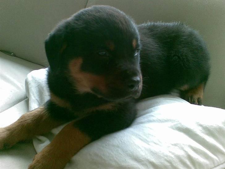 Rottweiler Tyson - Billede fra dagen jeg fik ham, 3/4-07 8uger gammel. billede 2