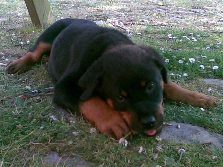 Rottweiler Tyson - Fra d. 6/5-07 næsten 12uger og 5dage. Ligger og gumler på noget rugbrød. billede 3