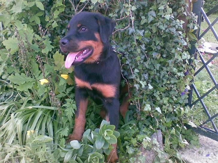Rottweiler Tyson - Fra d. 31/5-07 16uger og 2dage. billede 4