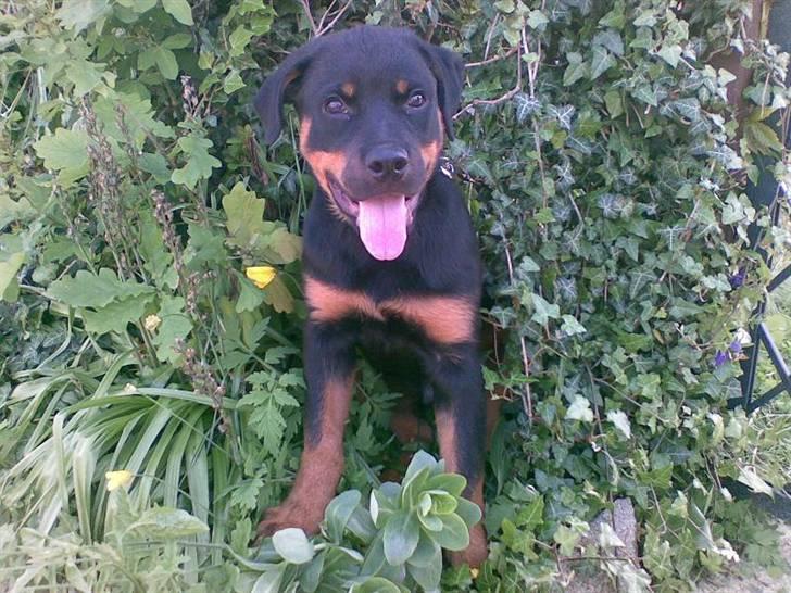 Rottweiler Tyson - Fra d. 31/5-07 16uger og 2dage. billede 5