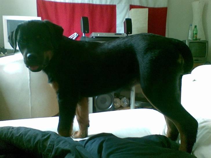 Rottweiler Tyson - fra d.7/6-07 17uger og 2dage. billede 6