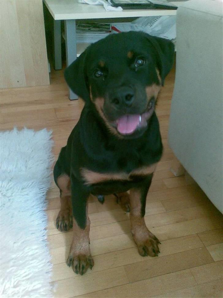 Rottweiler Tyson - Fra d. 3/7-07 21uger. billede 7