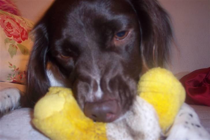 Kleiner münsterländer sofie - <3<33<3 =) billede 18