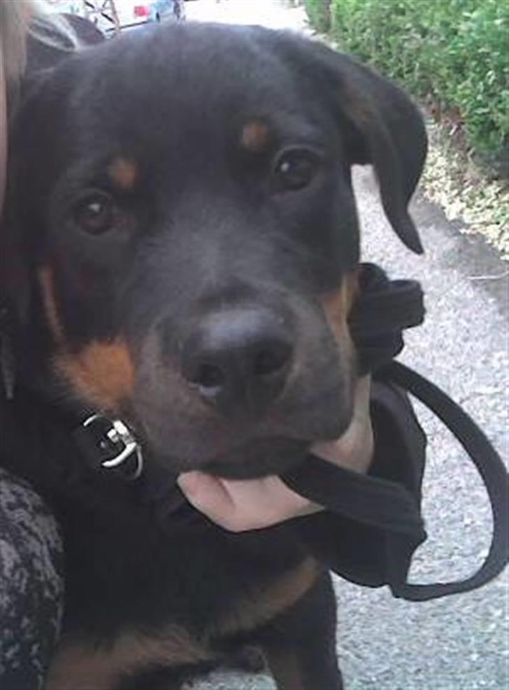 Rottweiler Tyson - Fra d. 15/6-07 billede 8