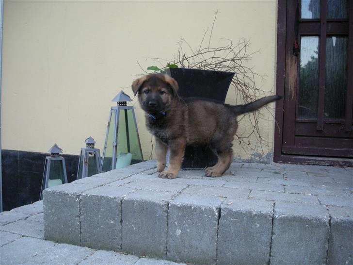 Schæferhund Hector - skal vi lege i min store have????? billede 1