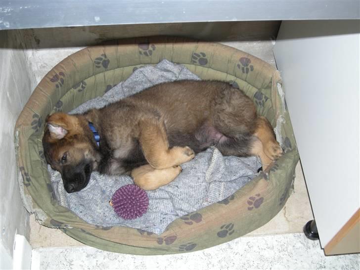 Schæferhund Hector - Puuuhaa hvor er det en stor verden uden for men bliver så træt billede 2