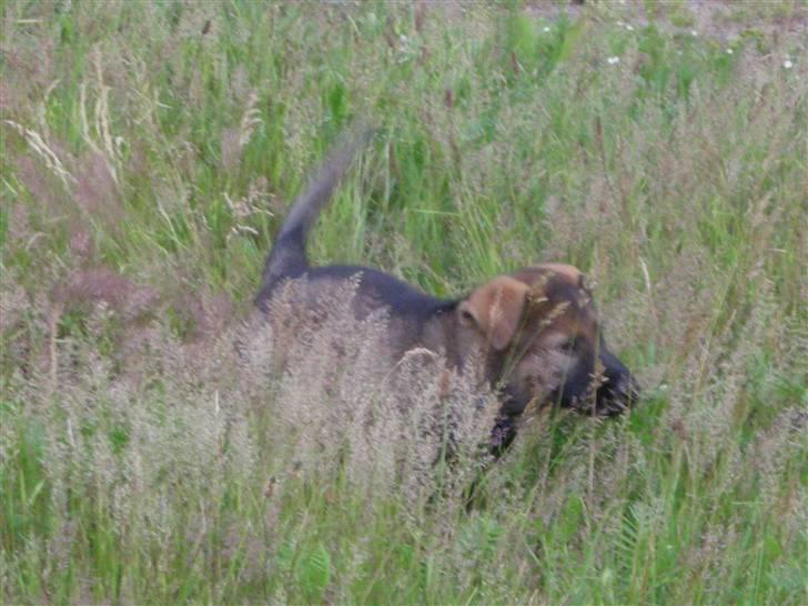 Schæferhund Hector - Hjæælp jeg kan ikke finde ud af det høje græs, glæder mig til jeg bliver stor billede 3