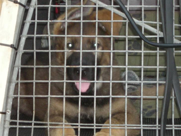 Schæferhund Hector - Må jeg ikke snart komme ud af bilen, vil lege billede 4