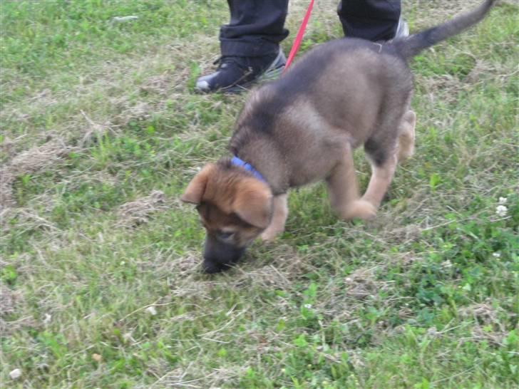 Schæferhund Hector - Far og mig på spor, jeg er så god siger far billede 5