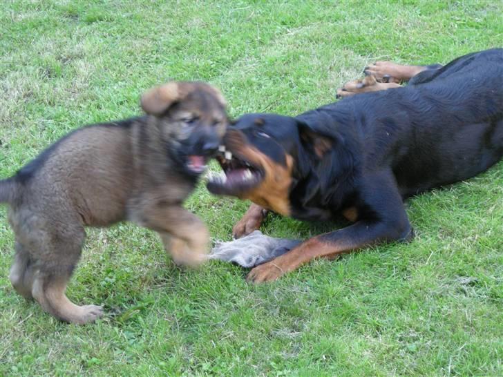 Schæferhund Hector - Her er så min store søster hun ska bare have nogen bank billede 6