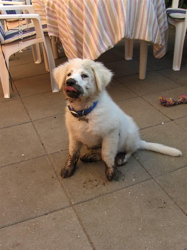 Blanding af racer Balder - MIG? i bad? det forstår jeg intet af....hvorfor nu det??? billede 7