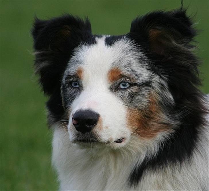 Australian shepherd Chivas 02.03.2006 - 19.03.2016 billede 1