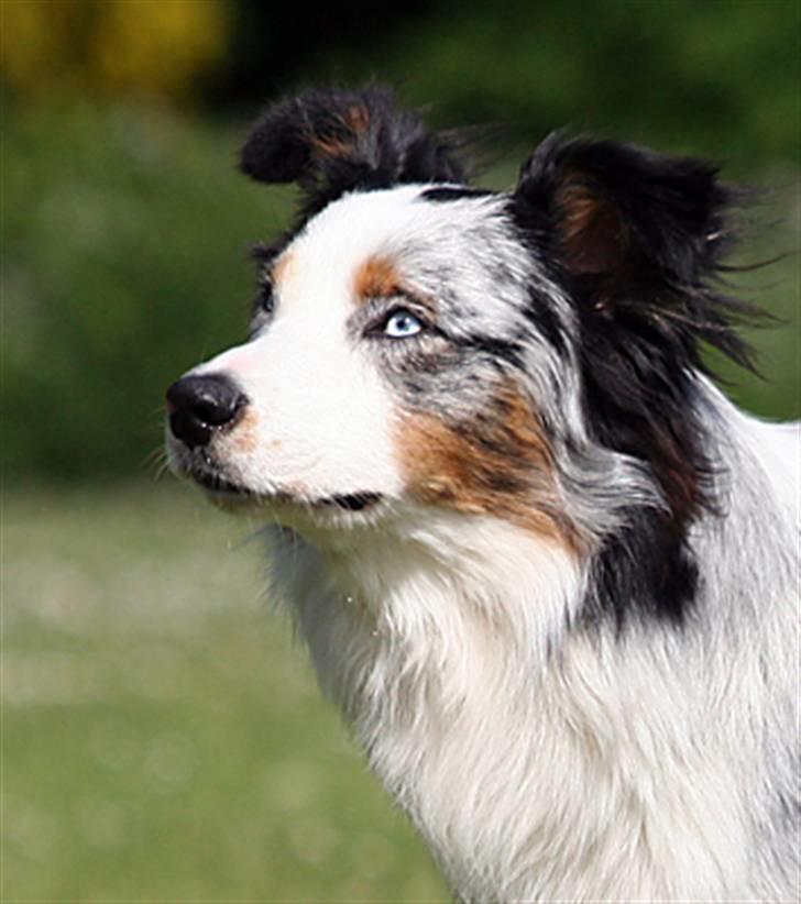 Australian shepherd Chivas 02.03.2006 - 19.03.2016 billede 2