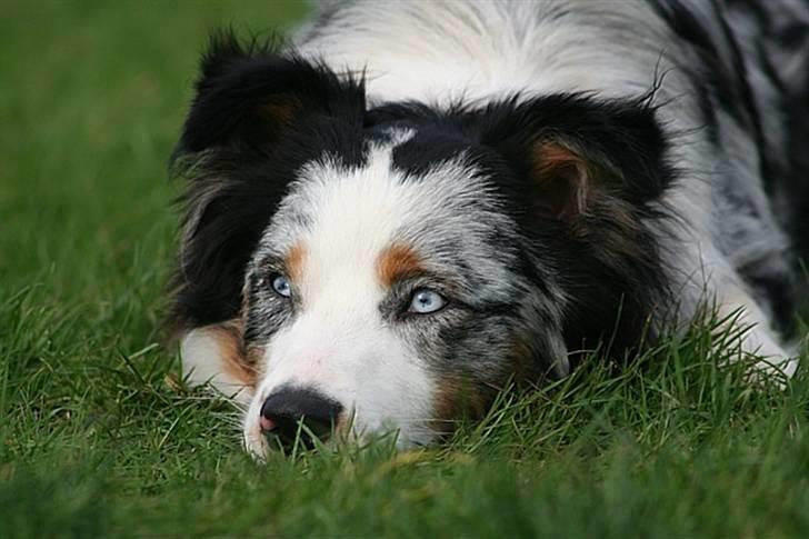 Australian shepherd Chivas 02.03.2006 - 19.03.2016 billede 3