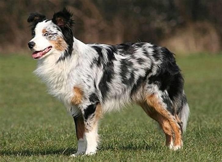 Australian shepherd Chivas 02.03.2006 - 19.03.2016 billede 4