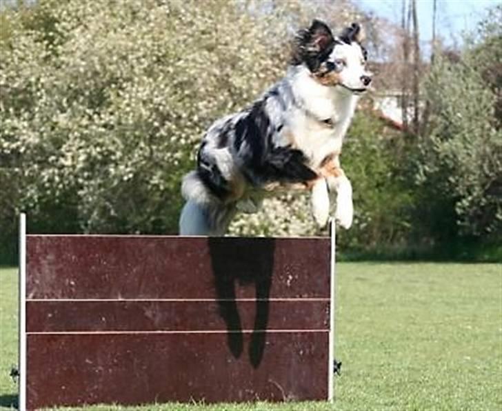 Australian shepherd Chivas 02.03.2006 - 19.03.2016 billede 5